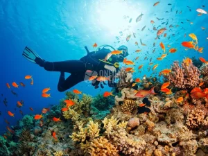 Fethiye Tüplü Dalış Turu | Ölüdeniz, Dalyan ve Tarzan Koyları | Çift Dalış | Memnuniyet Garantili!