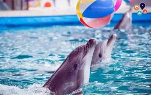 Kemer Dolphin Park Turu | Deniz Canlılarını Keşfedin | Yunuslarla Birlikte Yüzün!