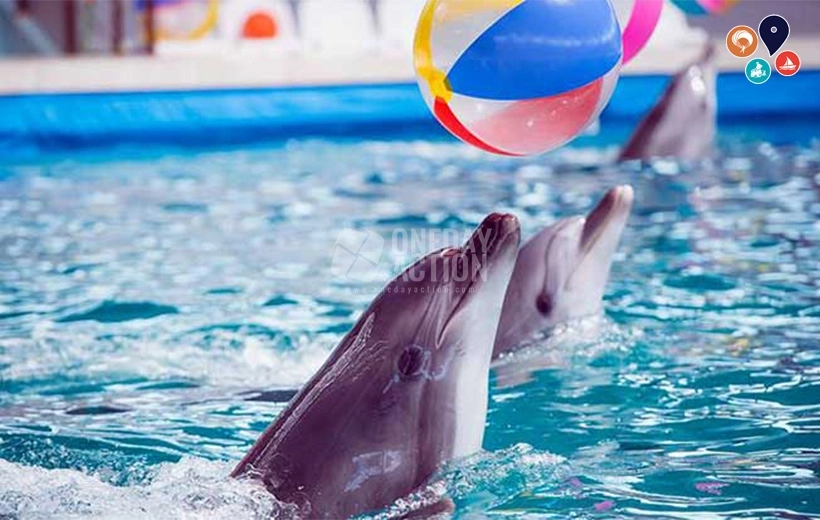 Kemer Dolphin Park Turu | Deniz Canlılarını Keşfedin | Yunuslarla Birlikte Yüzün!